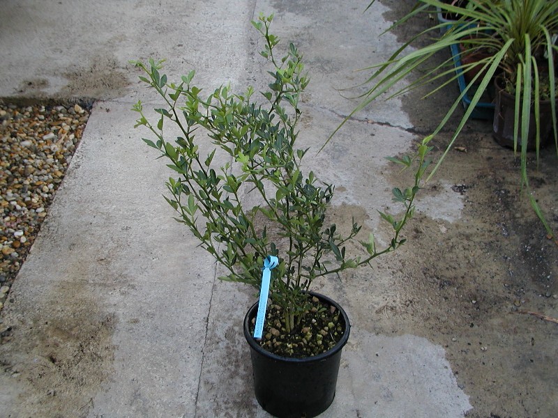 Poncirus trifoliata 90/100cm